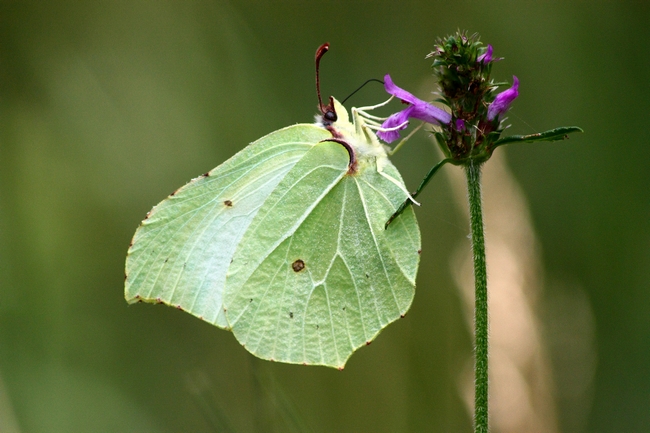 Parco del Ticino 27.6.12